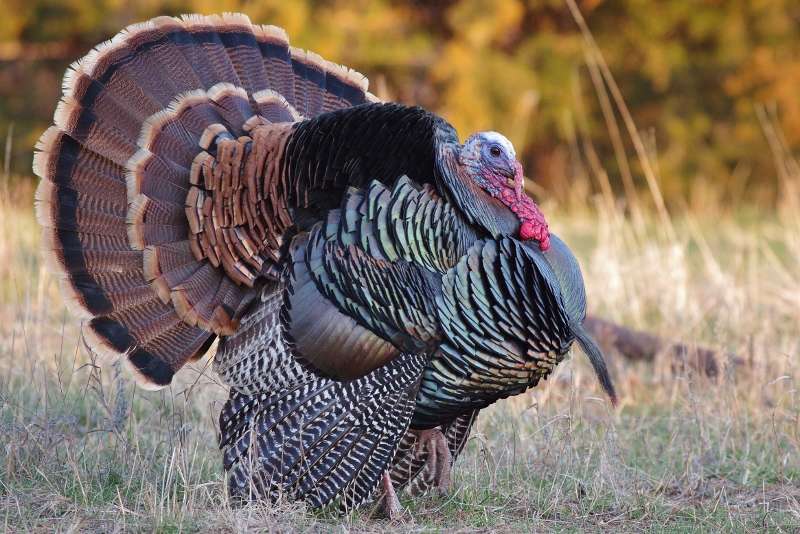 Name: IMGP5409 - Copye (800x534).jpg
Views: 531
Size: 73.67 KB
ID: 20991 IMGP5409 - Copye (800x534).jpg